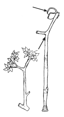 branch crutch